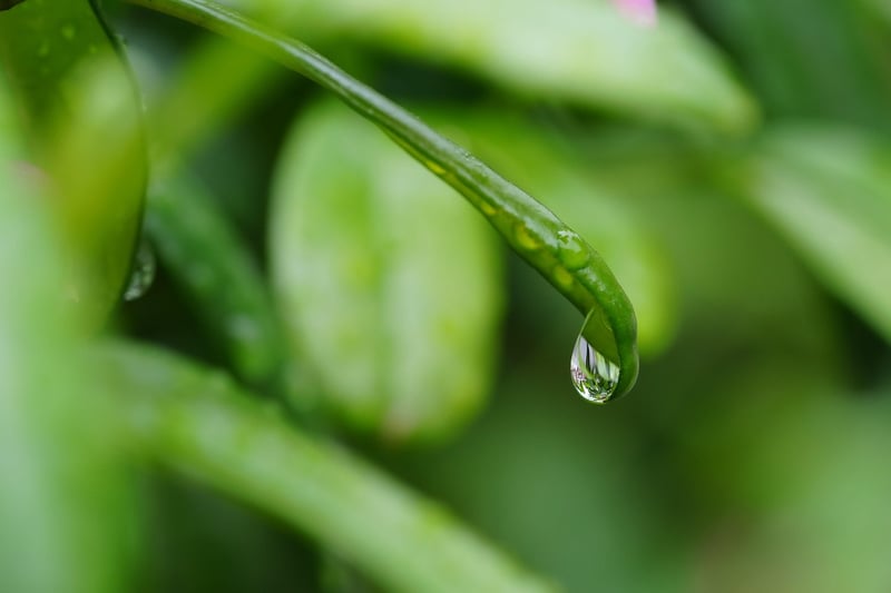 Mystical Botany