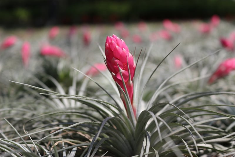 Tillandsia Air Plant