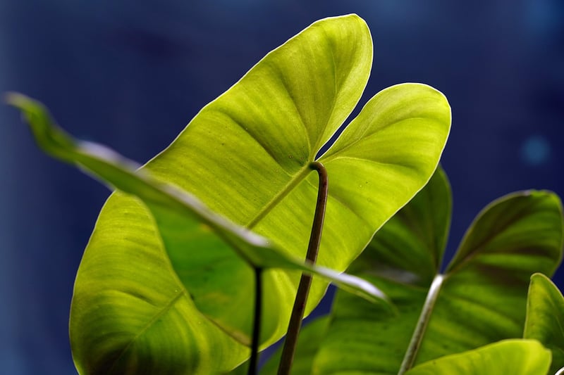Alocasia Dragon Scale