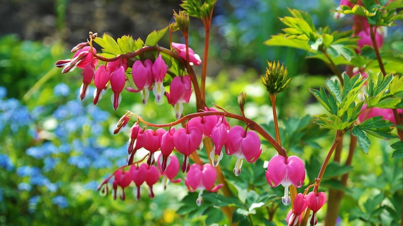 Amaranthus Love Lies Bleeding
