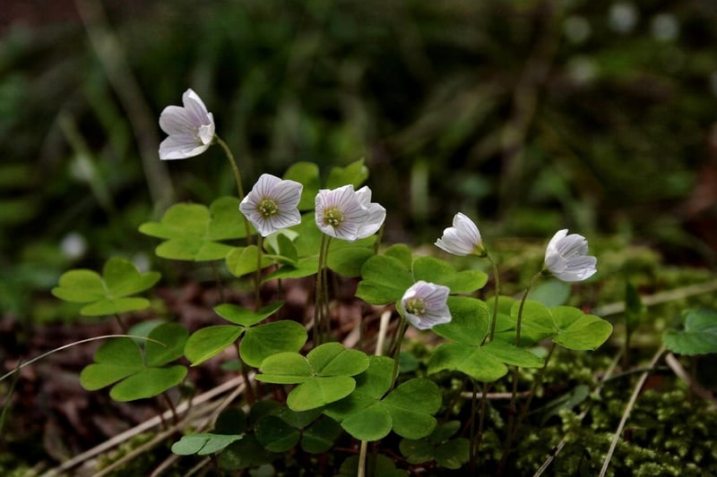 Fantasy Green Plant